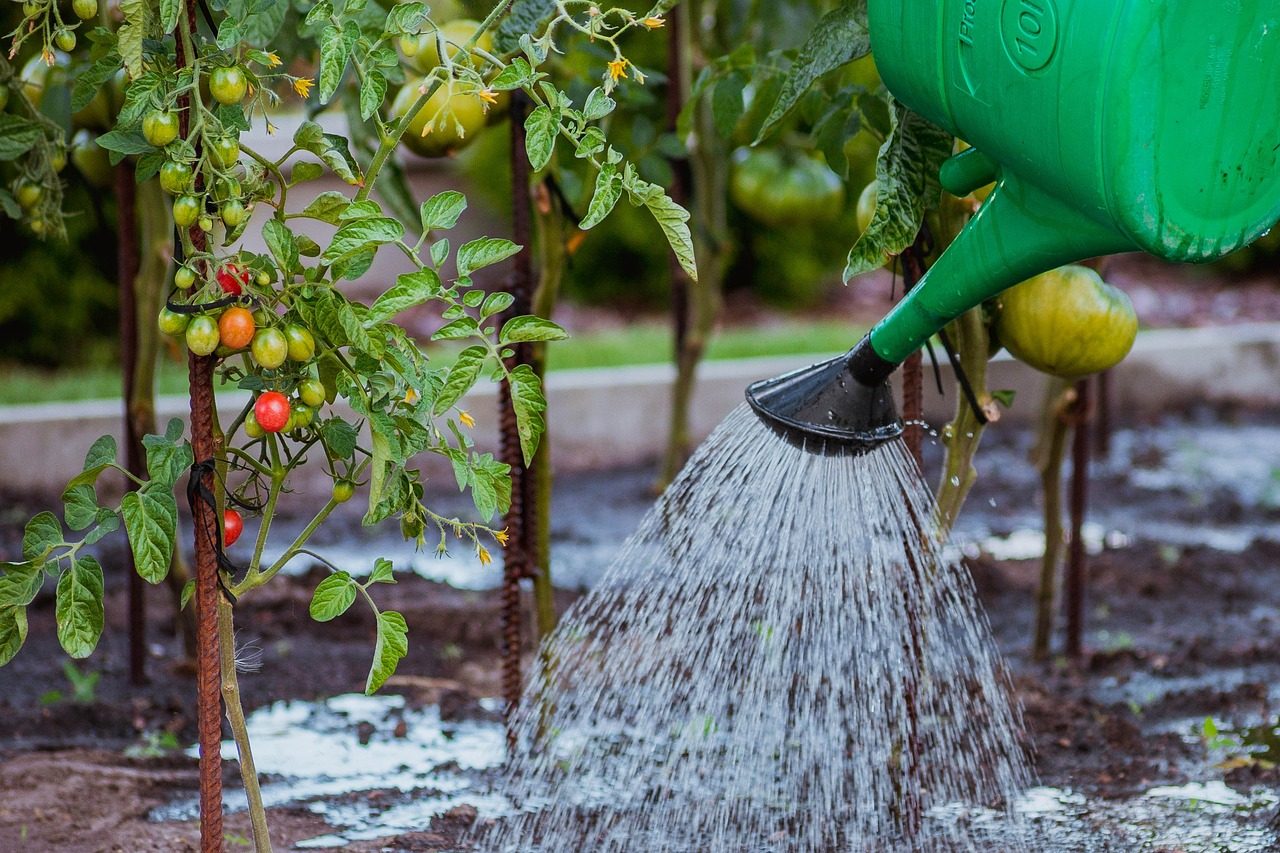 Arrosoir versant de l’eau au pied de plants de tomates