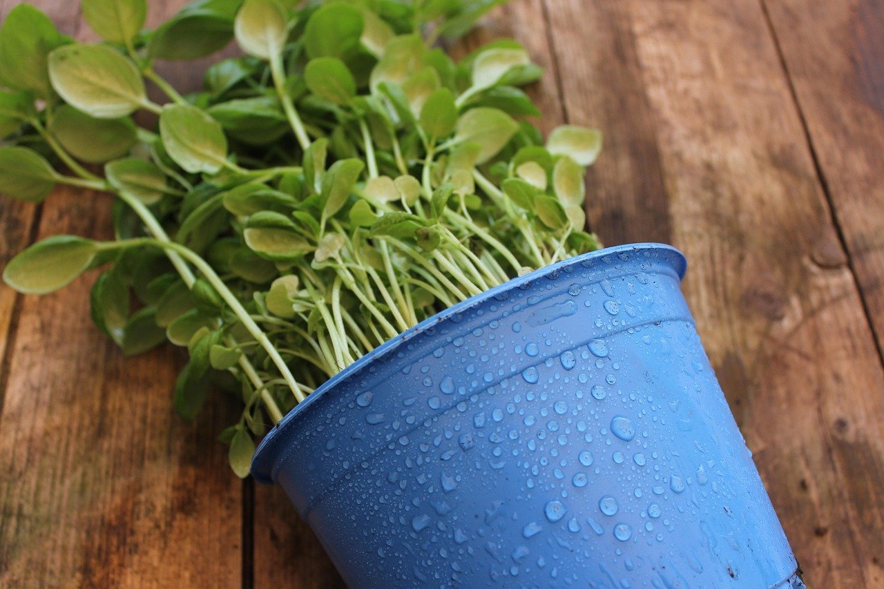 jeunes pousses d'herbes dans un pot bleu avec gouttes d'eau
