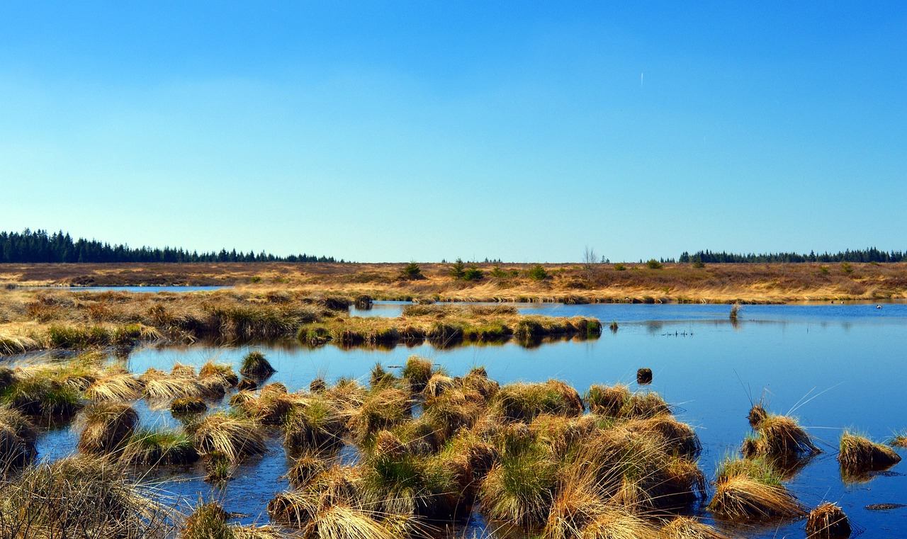 zone humide avec roseaux et eau sous ciel bleu