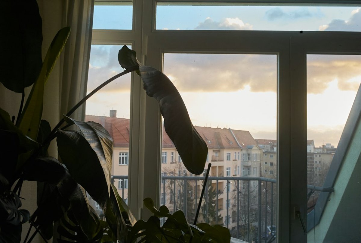 fenêtre grande ouverte avec plante et vue sur un balcon