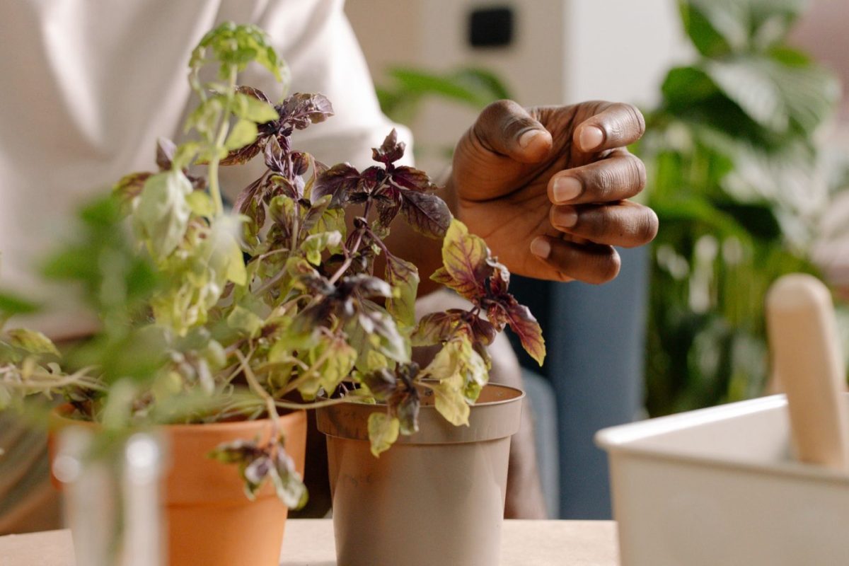 Conserver récoltes et herbes sur le balcon