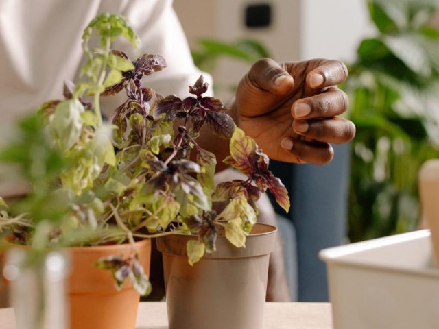 Conserver récoltes et herbes sur le balcon