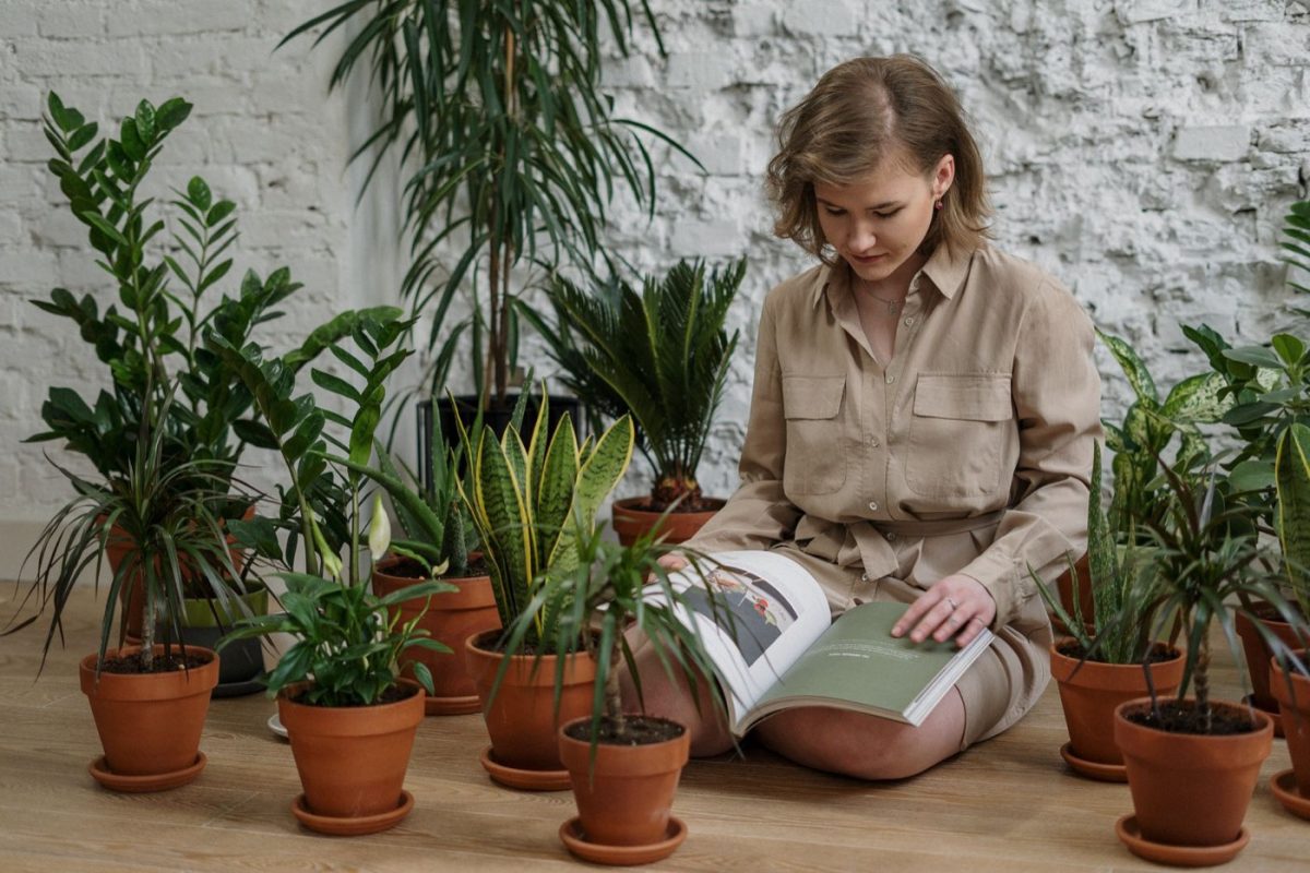 Meilleures plantes pour purifier l'air intérieur : classement et