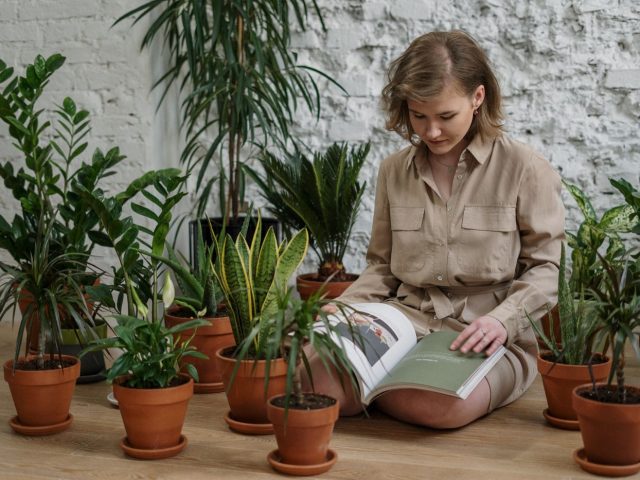 Meilleures plantes pour purifier l’air intérieur : classement et