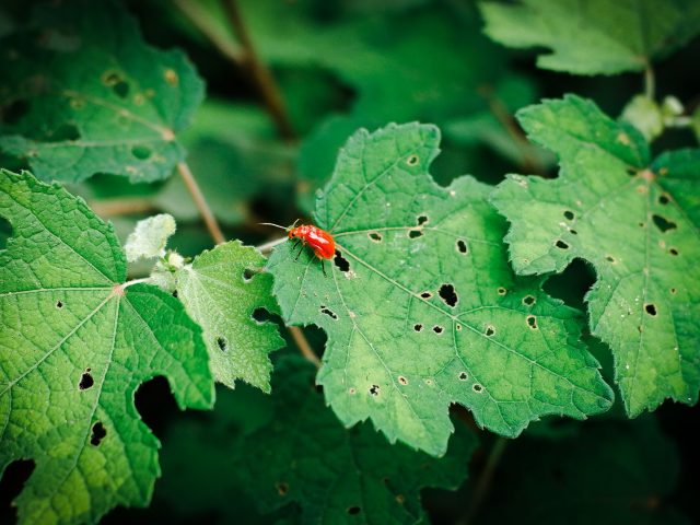 Comment se faire indemniser en cas de dommages liés aux pesticides ?