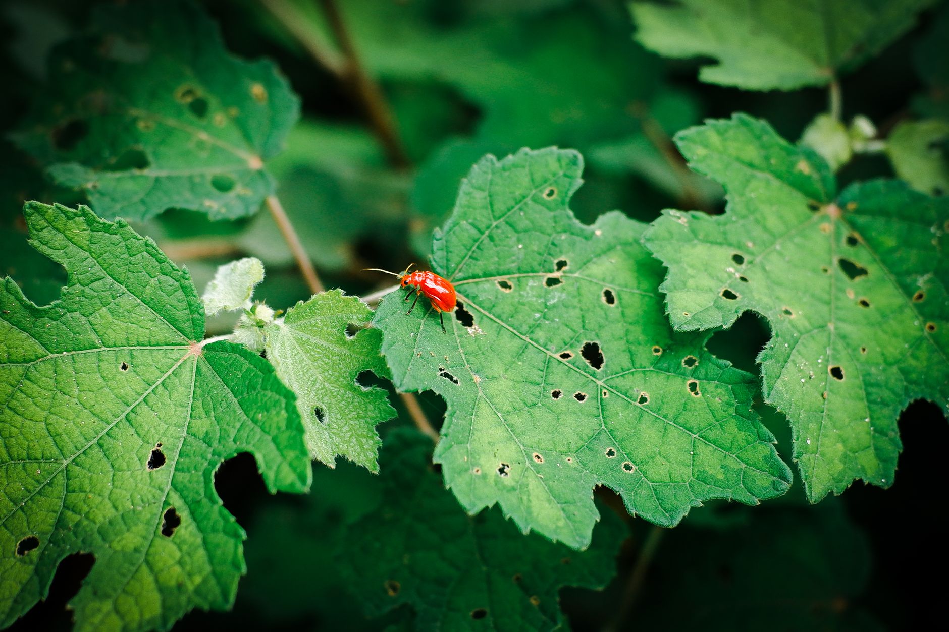 Comment se faire indemniser en cas de dommages liés aux pesticides ?