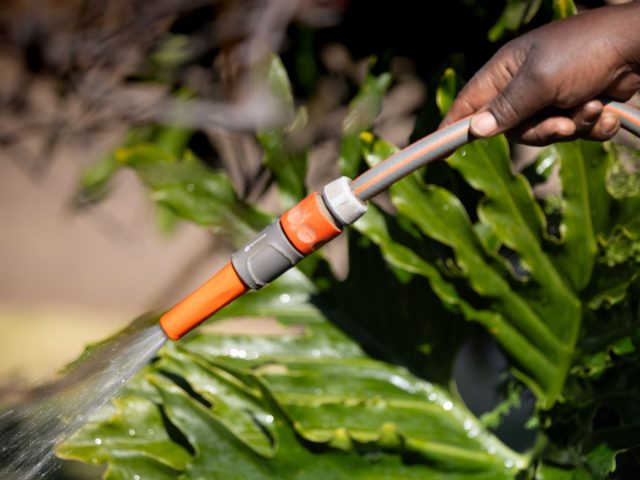 Préserver son jardin face à la sécheresse : conseils pratiques