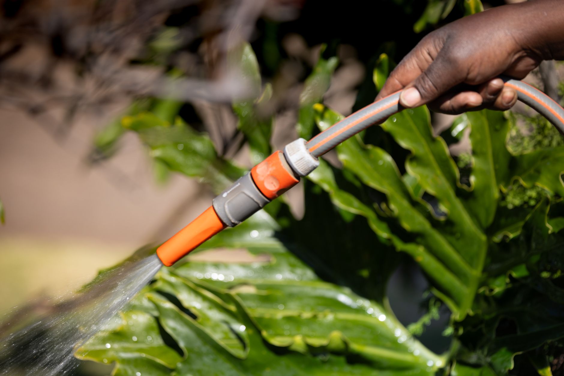 Préserver son jardin face à la sécheresse : conseils pratiques