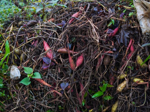 Solutions innovantes pour valoriser les algues sargasses sur nos côtes