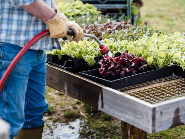 Dès maintenant, comment un potager peut alléger votre budget alimentaire