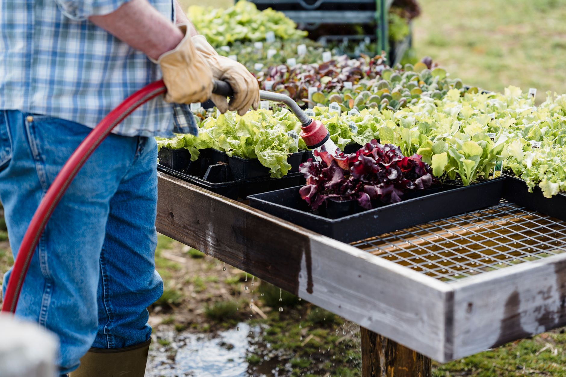 Dès maintenant, comment un potager peut alléger votre budget alimentaire