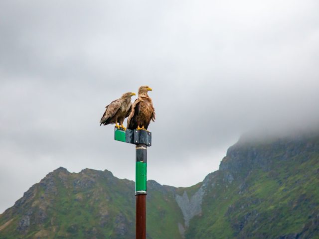 Protection renforcée pour le grand tétras et le lagopède alpin en France