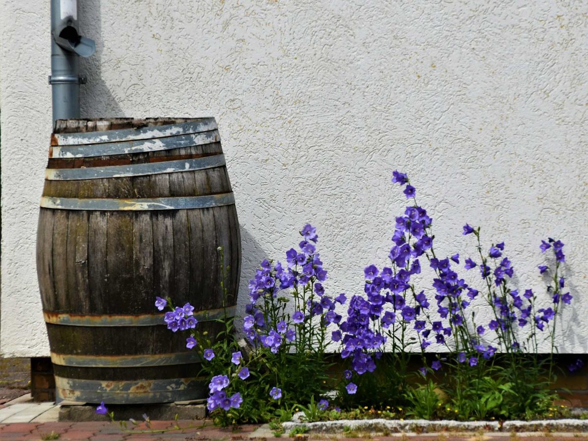 Comparatif systèmes de récupération d’eau de pluie pour jardin