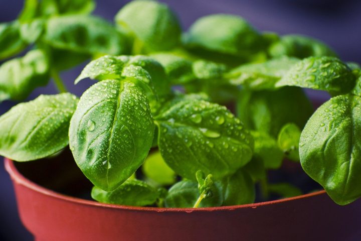 Conserver légumes et herbes du balcon toute l&rsquo;année