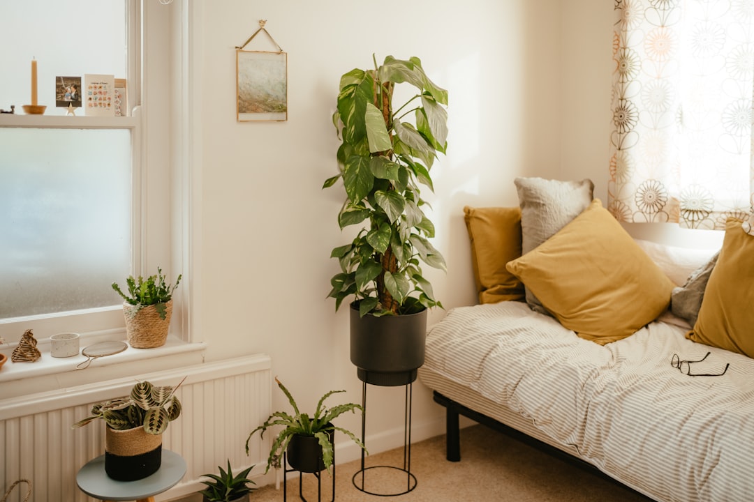Plantes faciles pour améliorer le sommeil en petite chambre