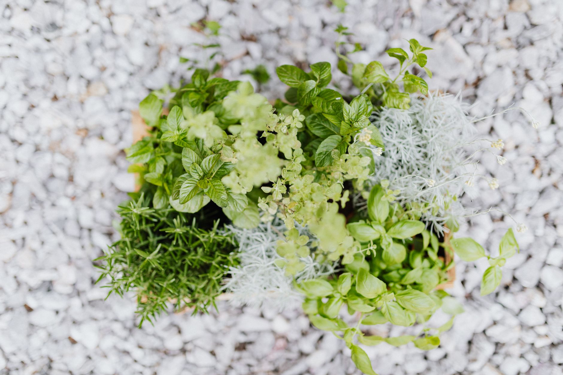 Conserver récoltes et herbes sur le balcon