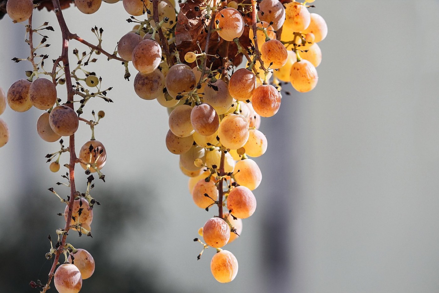 Beaujolais Nouveau 2026 : sortie le 19 novembre