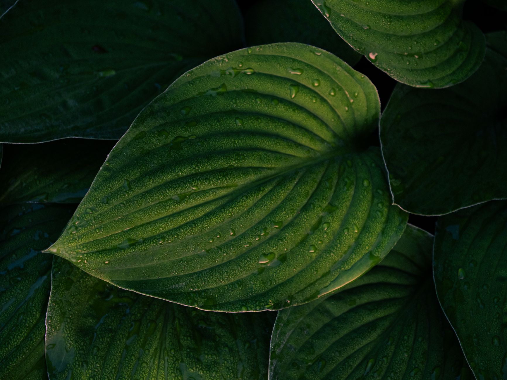 Transformez votre jardin ombragé avec ces plantes incontournables