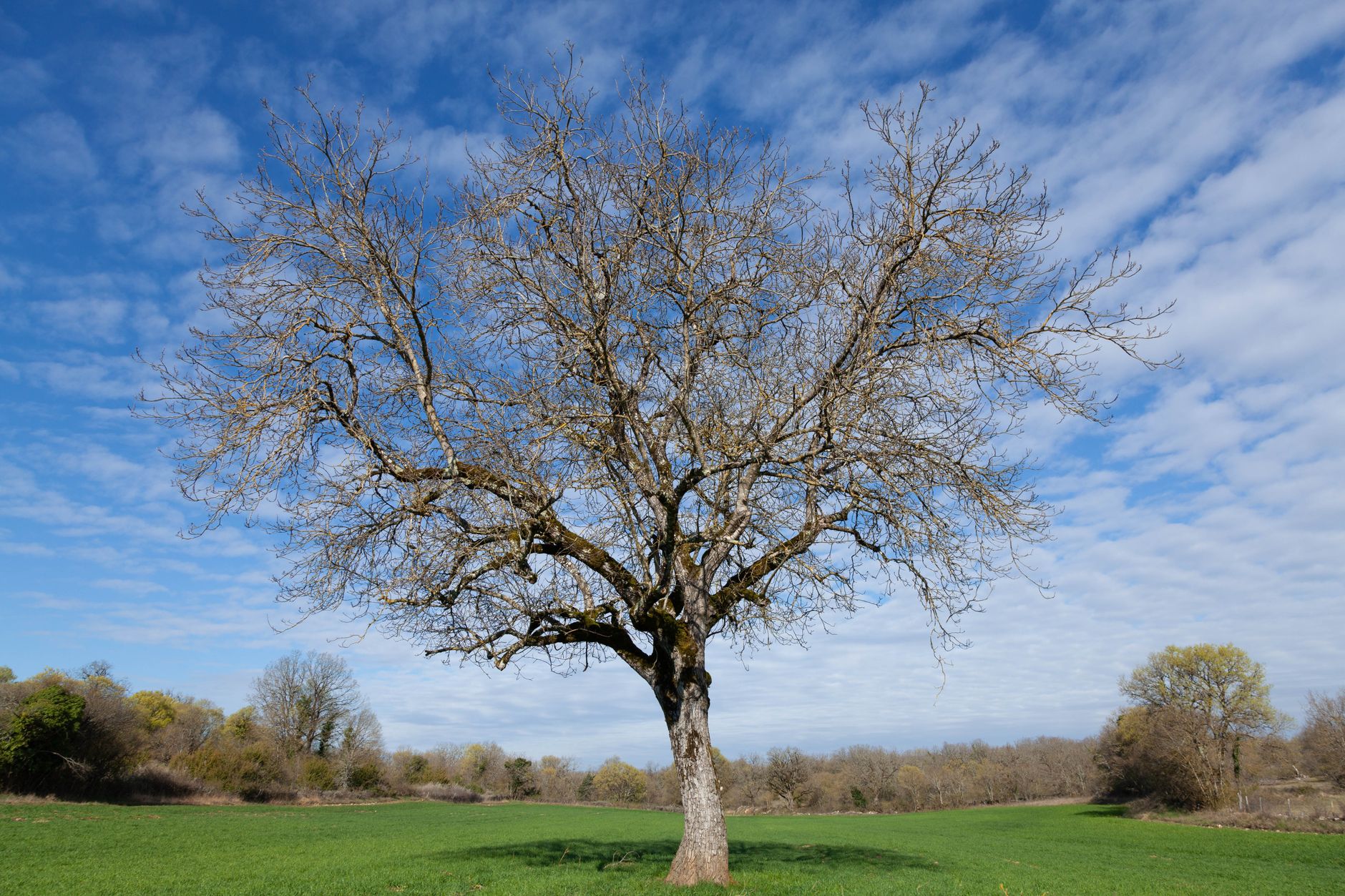 Dès le nord-est, la chalarose du frêne menace vos jardins