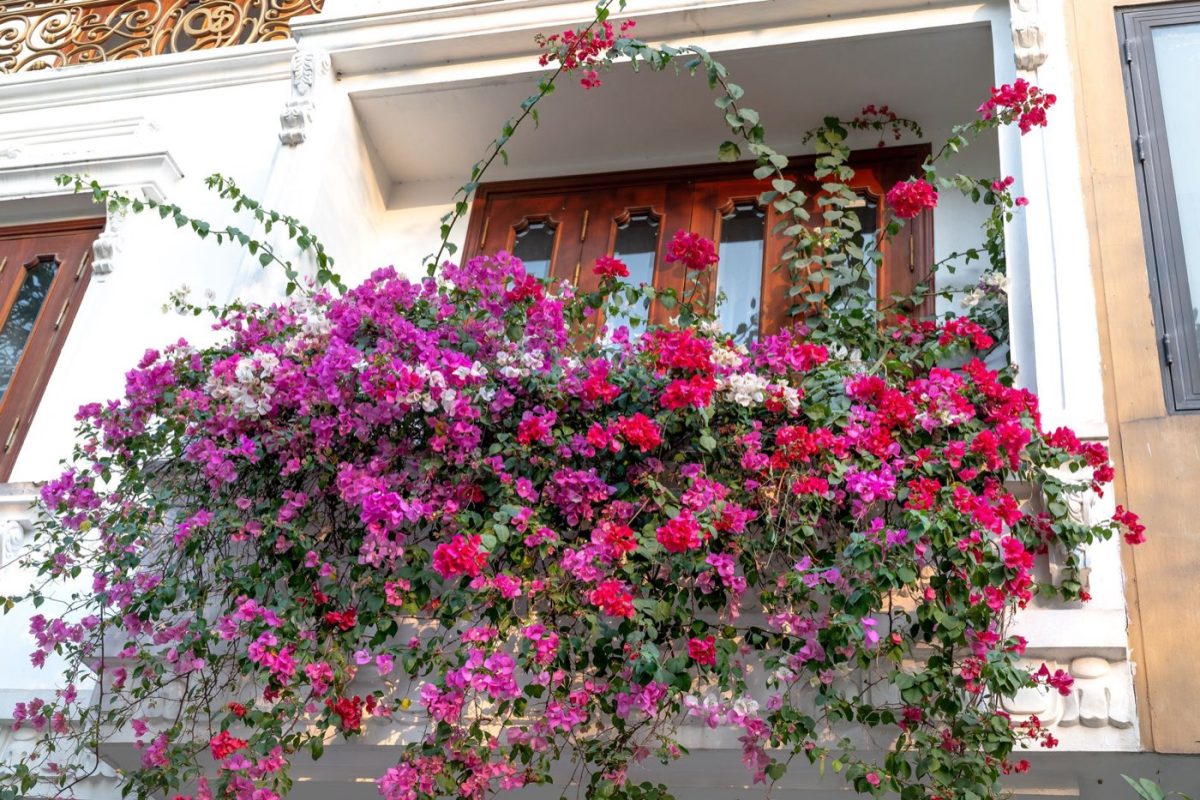 Plantes pour ombrager et rafraîchir un balcon