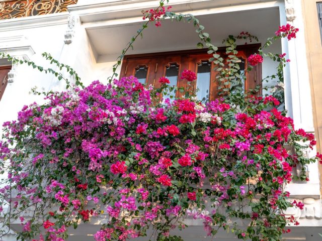 Plantes pour ombrager et rafraîchir un balcon