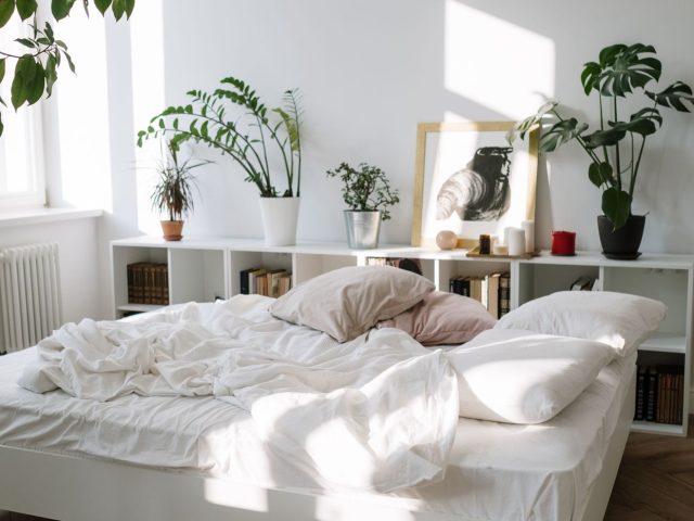 Plantes faciles pour améliorer le sommeil en petite chambre