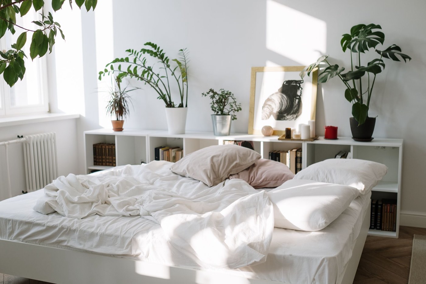 Plantes faciles pour améliorer le sommeil en petite chambre