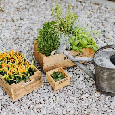 Comment créer un potager chez soi : guide pratique pour débutants