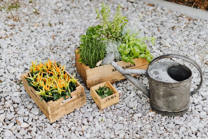 Comment créer un potager chez soi : guide pratique pour débutants