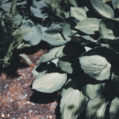 Transformez votre jardin ombragé avec ces plantes incontournables