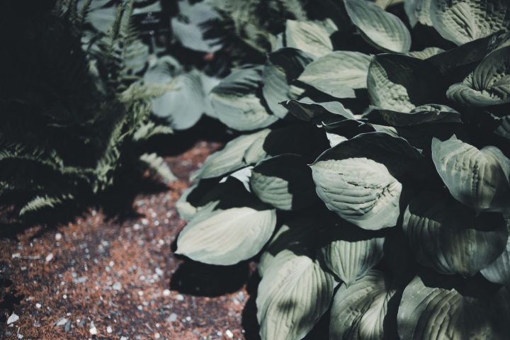 Transformez votre jardin ombragé avec ces plantes incontournables
