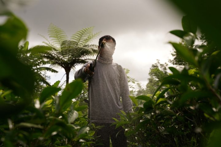 Pesticides et enfants : comment réduire le risque des perturbateurs endocriniens ?