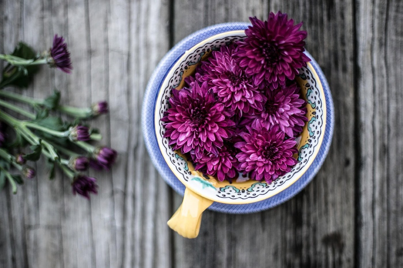Chrysanthèmes de la Toussaint : comment les faire durer